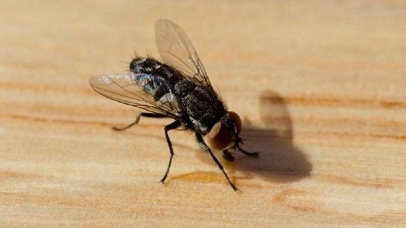 تحذير.. الذباب المنزلي يُصيبك بهذه الأمراض