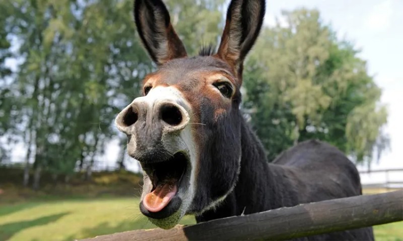 هاجم الناس في الشارع.. حمار يعقر 3 أشخاص بسوهاج