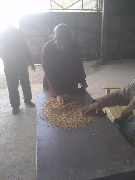 محافظ الدقهلية: توريد 1301 طن قمح لمواقع التخزين والصوامع على مستوى المحافظة