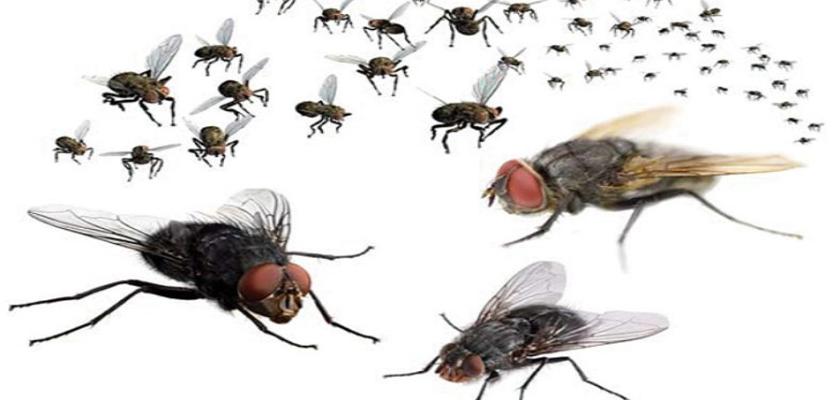 المشهد أخطر مما يبدو.. خبير يكشف السر وراء انتشار الذباب في مصر