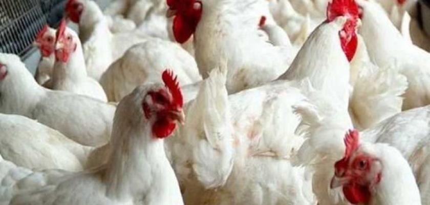 ارتفاع أسعار الدواجن البيضاء إلى 92 جنيهًا للمستهلك.. وتراجع البانيه