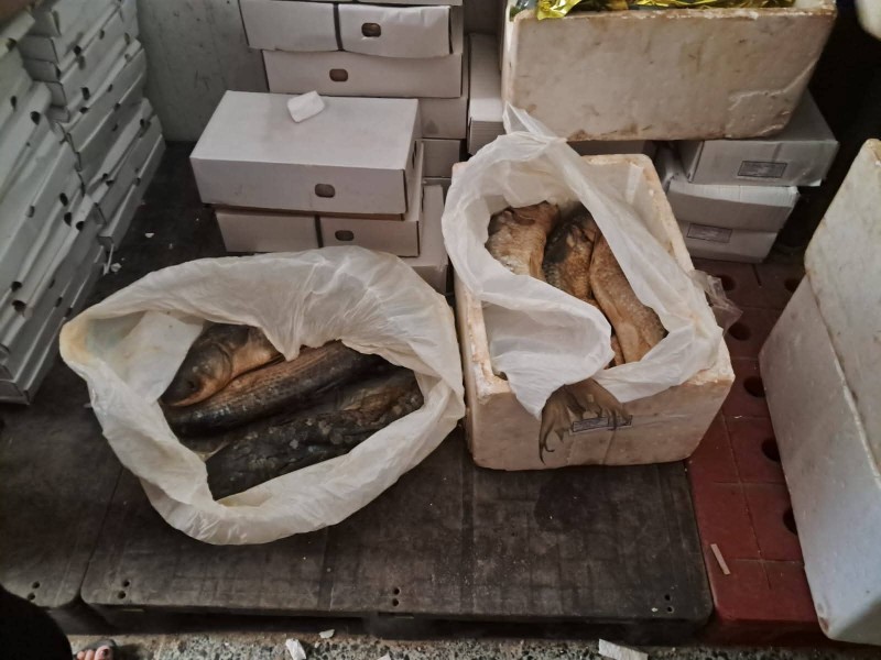 كفر الشيخ: ضبط أطنان من السلع الفاسدة و88 مخالفة للمخابز في حملات مكبرة