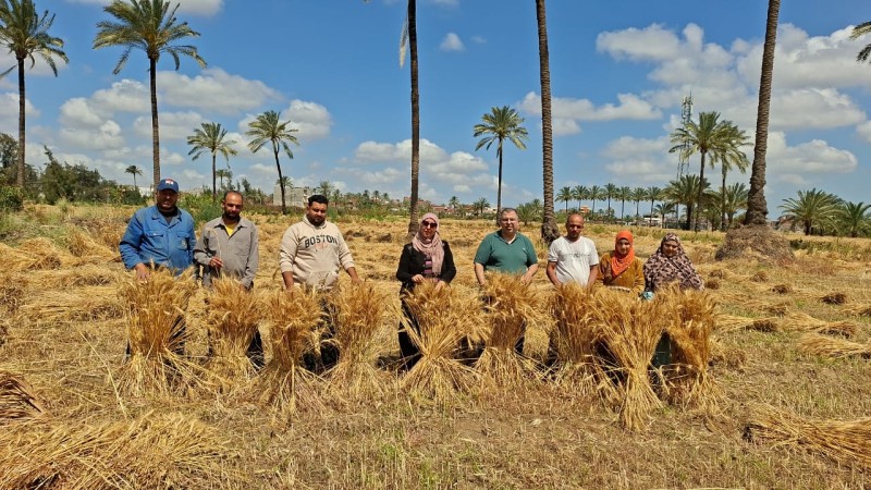 الإرشاد الزراعي بالبحيرة ينظم يوم حصاد القمح بالمدارس الحقلية لدعم الزراعة الذكية وترشيد المياه