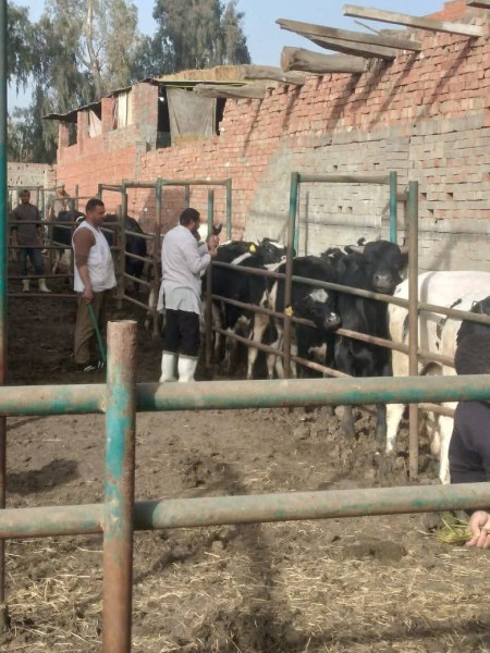 الدقهلية: تحصين 14 ألف رأس ماشية تقريبا في الحملة القومية الأولى للتحصين ضد مرض الحمى القلاعية وحمى الوادي المتصدع