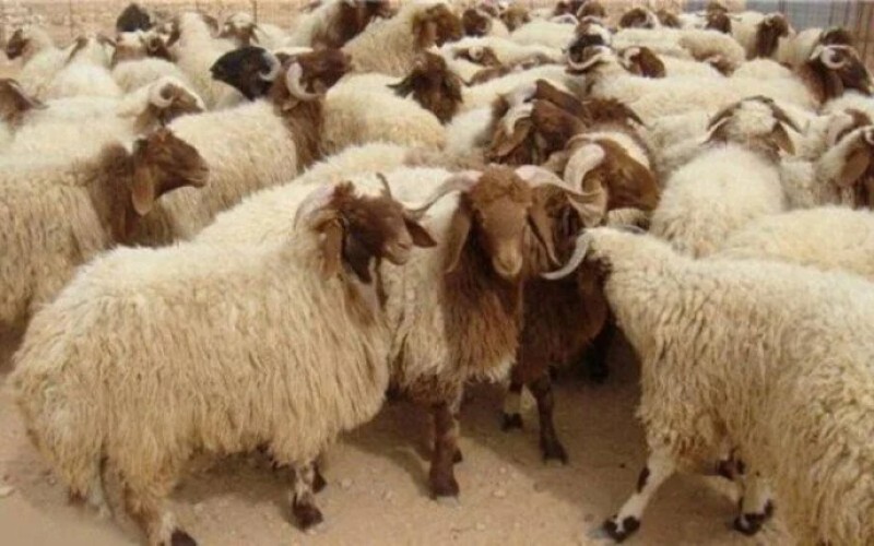 كيفية تقسيمها ومبطلات ذبحها.. أسعار أضاحي العيد اليوم الأربعاء