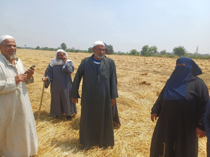 التفاصيل وتصالح المزارعين مع المتهم في واقعة “سرقة القمح” بالزنكلون بعد كشف الملابسات