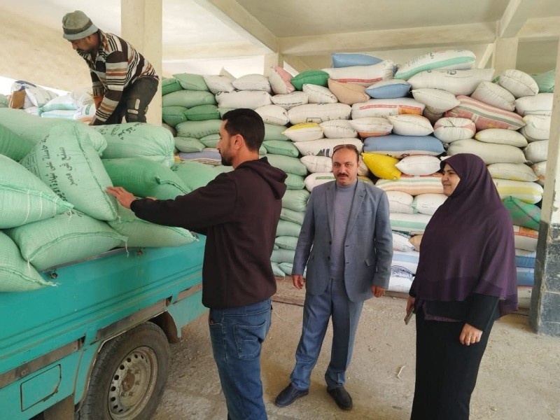 استمرار توريد القمح داخل صوامع كفر الشيخ ضمن موسم 2026