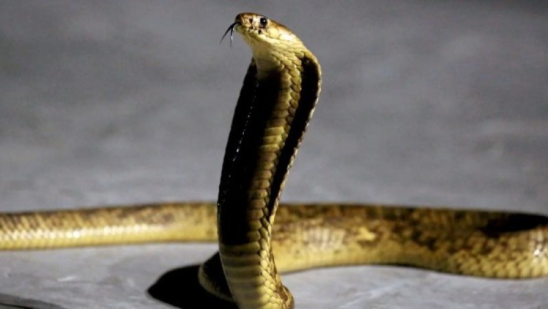 كوبرا ضخمة تبث الذعر في الغربية.. والحماية المدنية تتدخل