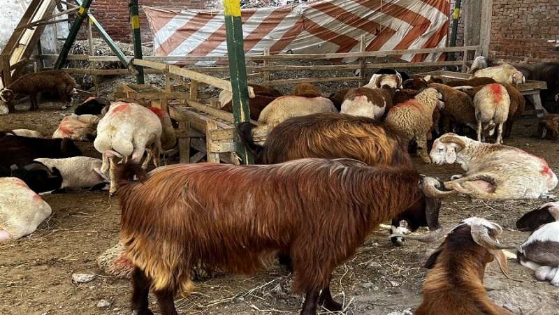 أسعار الخراف بسوق البشارية بأسوان تبدأ من 6 آلاف جنيه وتصل إلى 15 ألفًا
