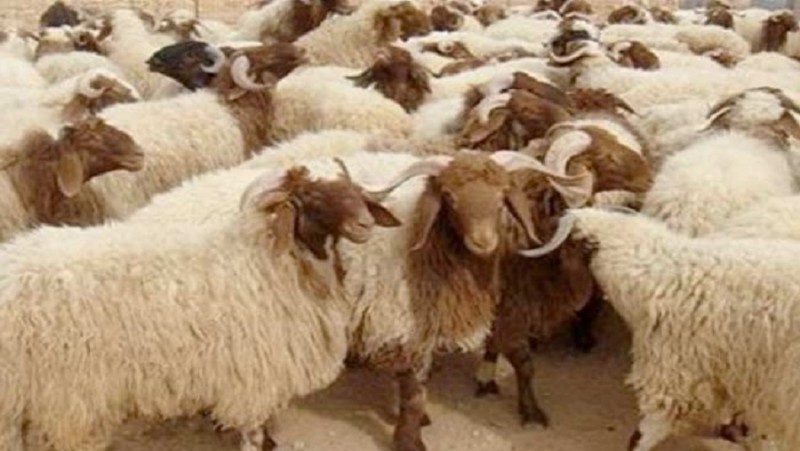 الافتاء: يجوز شرعا اشتراك غير المسلم في الأضحية
