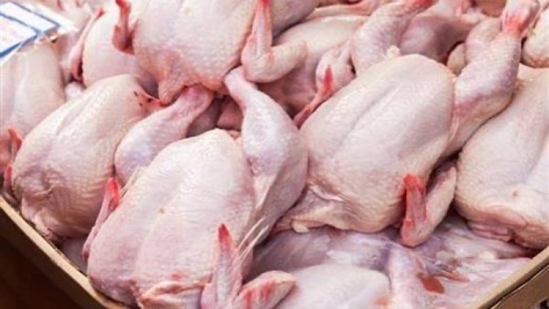 عروض لا تصدق.. حملات رقابية على محلات بيع الدواجن بأسعار المخفضة