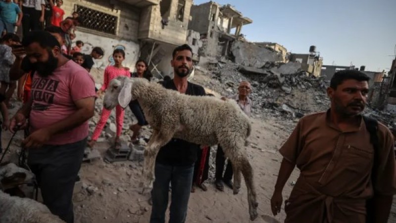 271 ألف جنيه للخروف.. أزمة الأضاحي تكشف حجم الكارثة الزراعية في غزة