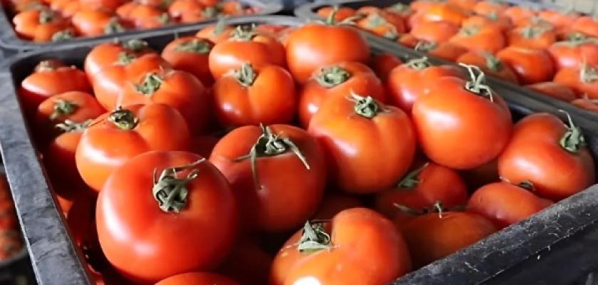 هل انتهت أزمة الطماطم؟ الحكومة تكشف ما ينتظر الأسواق خلال الأيام المقبلة