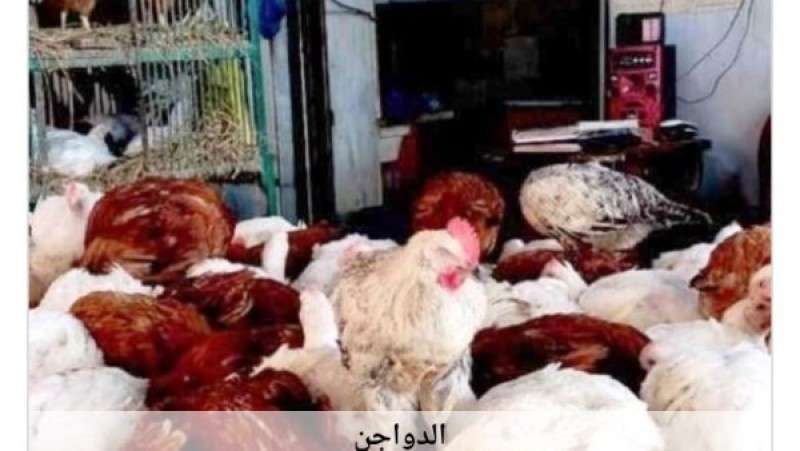 أقل من 60 جنيها بالمزرعة.. تراجع ملحوظ في أسعار الدواجن