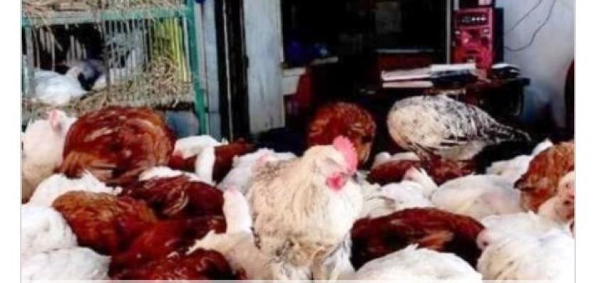 أقل من 60 جنيها بالمزرعة.. تراجع ملحوظ في أسعار الدواجن