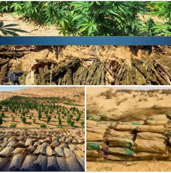 ضبط مزرعة هيدرو بالظهير الصحراوي بالإسماعيلية قبل إغراق الأسواق بالمخدرات