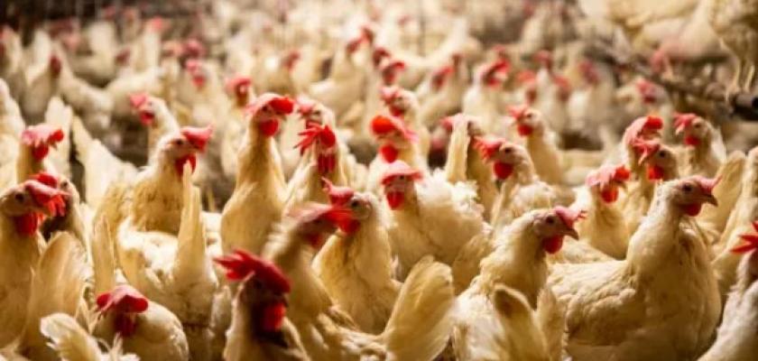 أسعار الدواجن والبيض اليوم السبت