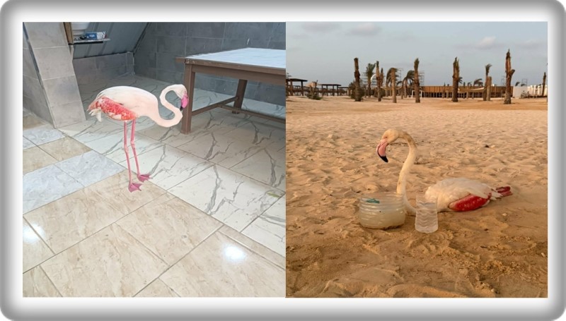 وزيرة التنمية المحلية والبيئة تعلن العثور على طائر فلامنجو أبيض على أحد شواطئ الساحل الشمالي