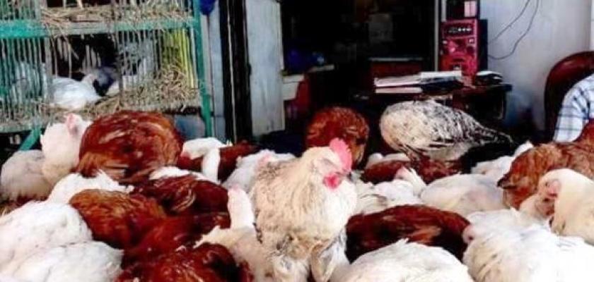 الكيلو يبدأ من 68 جنيها.. أسعار الفراخ والبيض اليوم الإثنين
