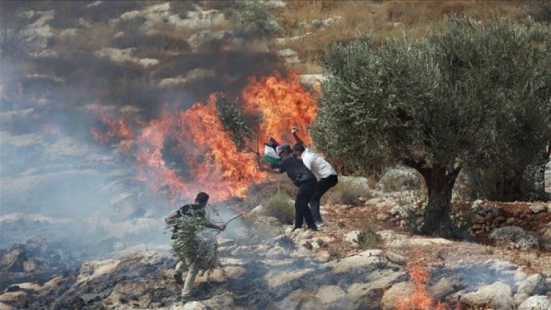 مستوطنون يخربون ممتلكات الفلسطينيين بالأغنام.. واعتقالات بالضفة