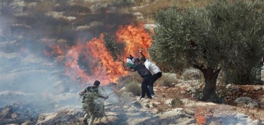 مستوطنون يخربون ممتلكات الفلسطينيين بالأغنام.. واعتقالات بالضفة