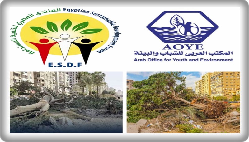 المكتب العربي للشباب والبيئة والمنتدى المصري للتنمية المستدامة يرفضان قطع الأشجار ويدعوان للالتزام بضوابط حماية المساحات الخضراء