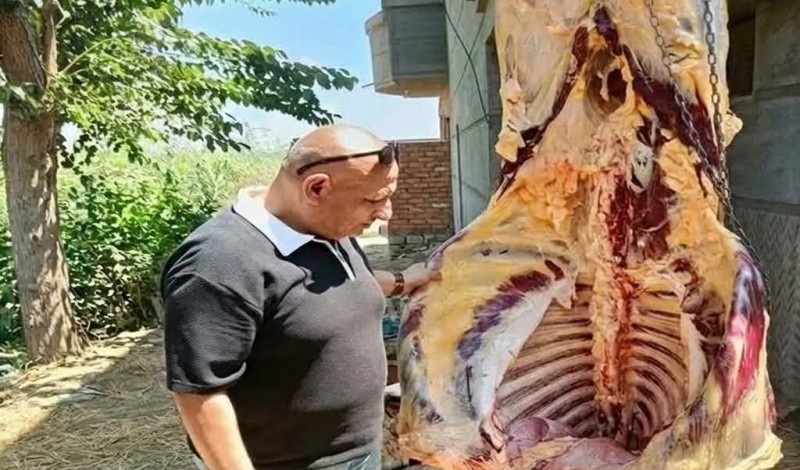 كفر الشيخ: مواطن كشف بشجاعة ذبيحة مصابة بالسل في مطوبس