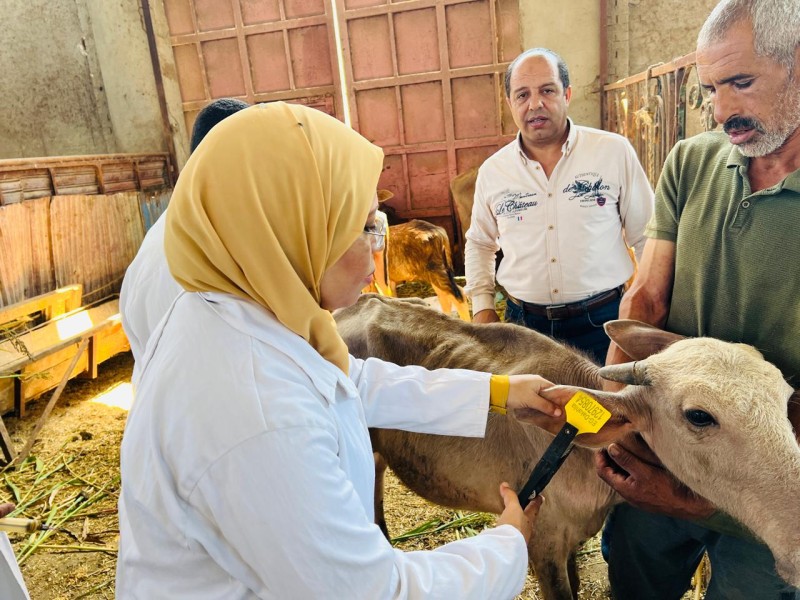 محافظ الدقهلية: تحصين131 ألف رأس ماشية ضمن الحملة القومية الثانية للتحصين ضد الحمى القلاعية وحمى الوادي المتصدع