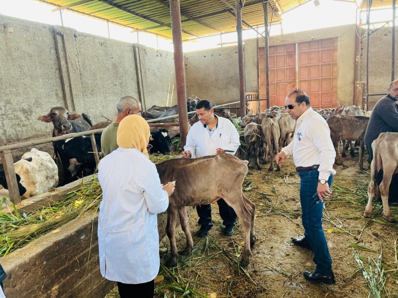 محافظ الدقهلية: تحصين183 ألف رأس ماشية ضمن الحملة القومية الثانية للتحصين ضد الحمى القلاعية وحمى الوادي المتصدع