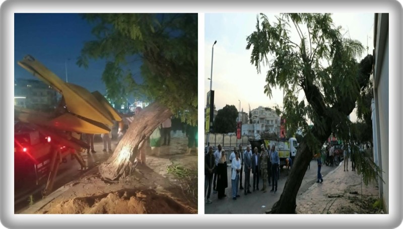بعد سقوطها على عقار بمصر الجديدة.. وزيرة التنمية المحلية والبيئة تتابع مع محافظ القاهرة نقل الشجرة بأحدث المُعدات
