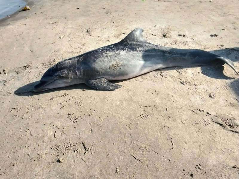 وزارة التنمية المحلية والبيئة: دفن دولفين نافق بشاطئ رأس البر وفق الإجراءات العلمية والبيئية المتبعة