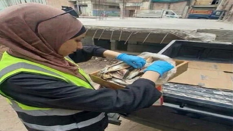 حماية المستهلك بطنطا تضبط طنًا ونصف طن من الرنجة المغشوشة