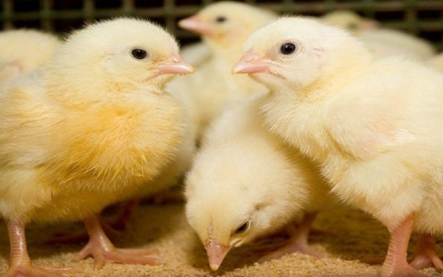 محافظ البحيرة ووزيرة الثقافة