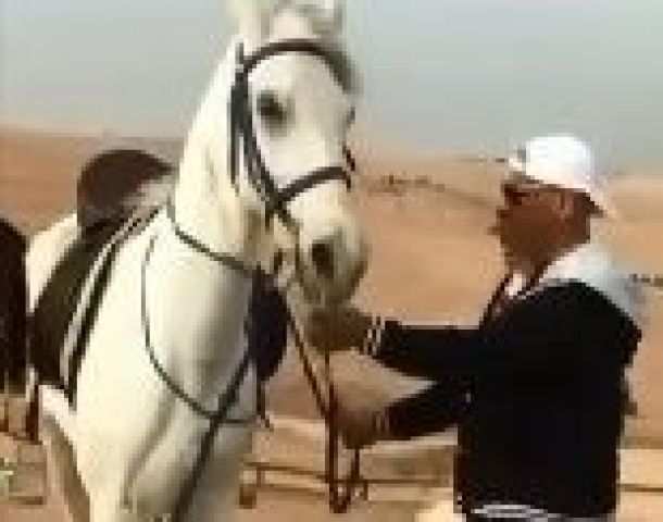 محمد لطفي