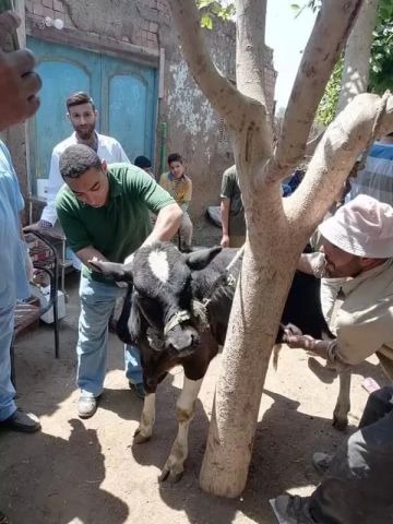 فحص 650 من الحيوانات والطيور في قافلة بيطرية لجامعة السادات