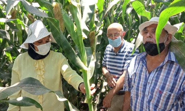 ندوات إرشادية لمزارعي الذرة الشامية