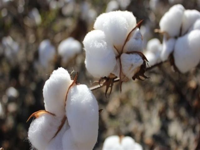 القطن المصرى