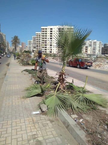 إدارة الحدائق تواصل أعمالها للارتقاء بشوارع الإسكندرية