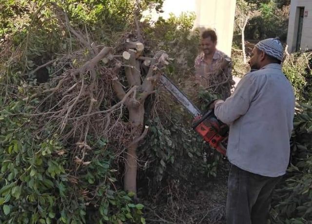 المغاورى يتابع أعمال تقليم ورى الأشجار بالمحلة