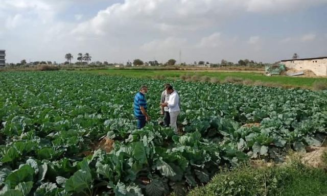 لجنة من زراعة الإسكندرية للمرور على المحاصيل الشتوية