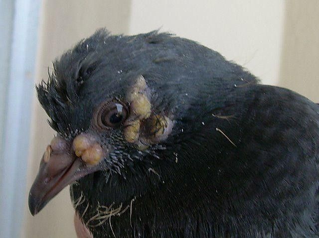 سفير اليابان