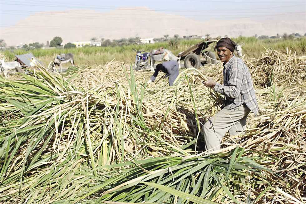 التموين تسدد 1.9 مليار جنيه مستحقات المزارعين من قصب السكر 
